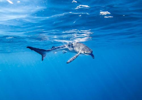 Point rencontre : Les requins en Méditerranée (Porquerolles)_Hyères