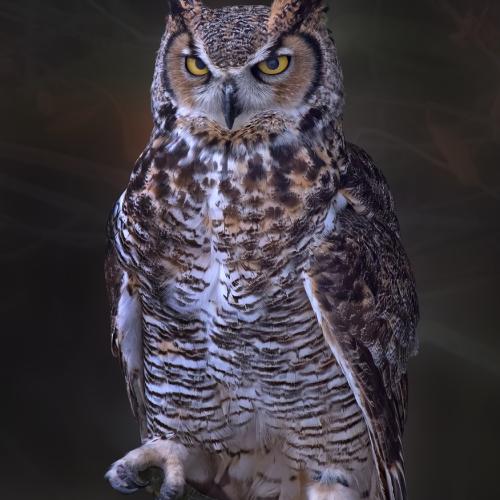 Hibou Grand duc (Bubo Bubo) ©Iulian Ursache 