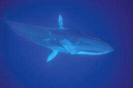 Rorqual commun