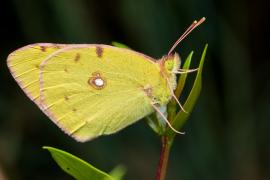 Papillon ©Titouan Roguet