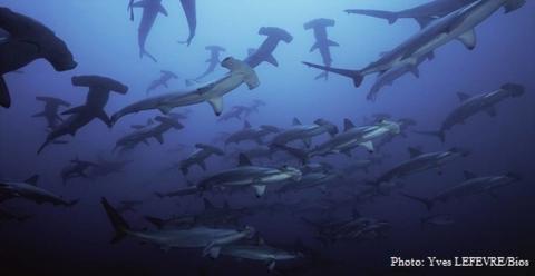 Documentaire Expedition Malpelo Seamounts - Au large de la Colombie, le documentariste Yves Lefevre a filmé une véritable oasis de vie aquatique.