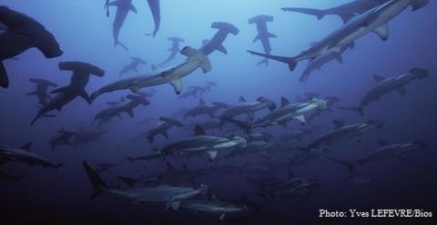 Documentaire Expedition Malpelo Seamounts - Au large de la Colombie, le documentariste Yves Lefevre a filmé une véritable oasis de vie aquatique.