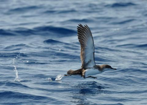 Puffin yelkouan au décollage - PNPC_005728