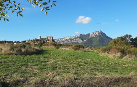 Sortie Botanistes en herbe