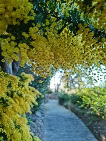 Domaine du Rayol - Balade botanique au fil des saisons