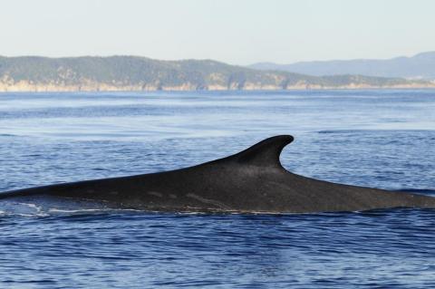 Aileron de rorqual commun - Aileron de rorqual commun