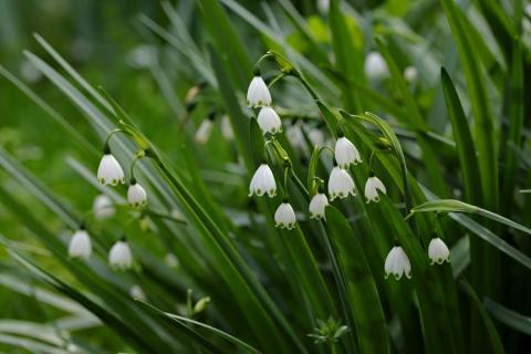 Nivéole d'été - Phanérogame - Plante herbacée - Nivéole d'été - Phanérogame - Plante herbacée