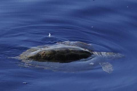 Tortue caouanne - rencontre en pleine mer