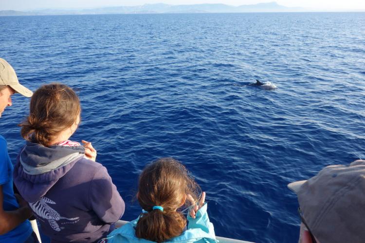 A la rencontre des dauphins et mammifère - A la rencontre des dauphins et mammifère