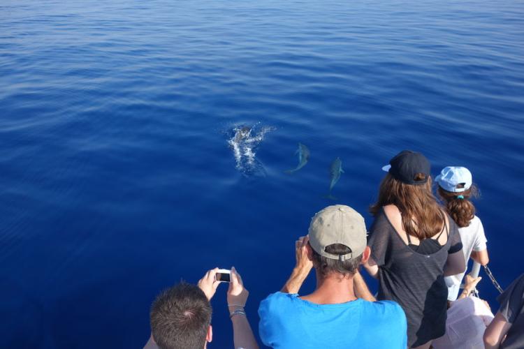A la rencontre des dauphins et mammifère - A la rencontre des dauphins et mammifère