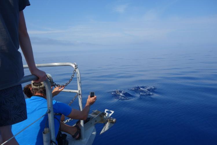 A la rencontre des dauphins et mammifère - A la rencontre des dauphins et mammifère