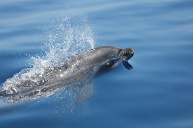 A la rencontre des dauphins et mammifère - A la rencontre des dauphins et mammifère