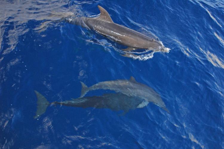 A la rencontre des dauphins et mammifère - A la rencontre des dauphins et mammifère