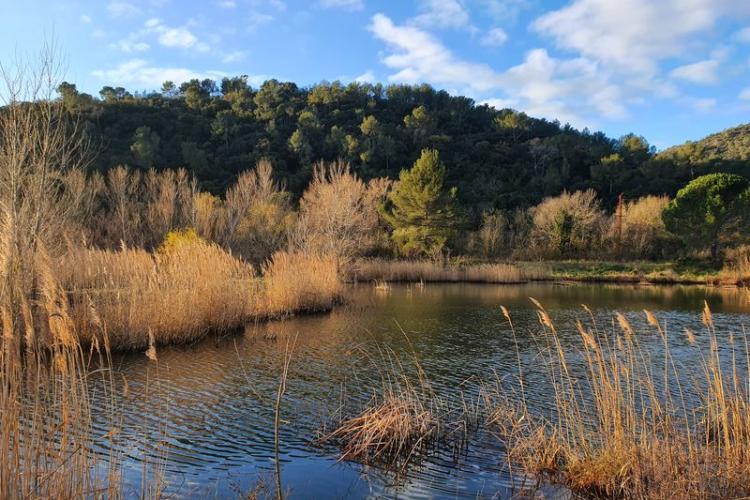 Etangs de la Sauvebonne à Hyères - Les étangs de la Sauvebonne, un refuge LPO Paca