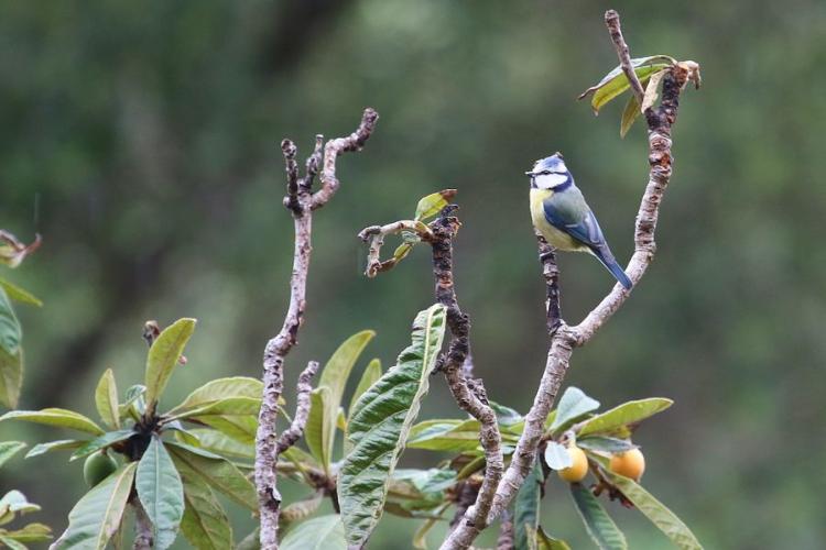 Les étangs de la Sauvebonne, un refuge LPO Paca - Mésange Bleue