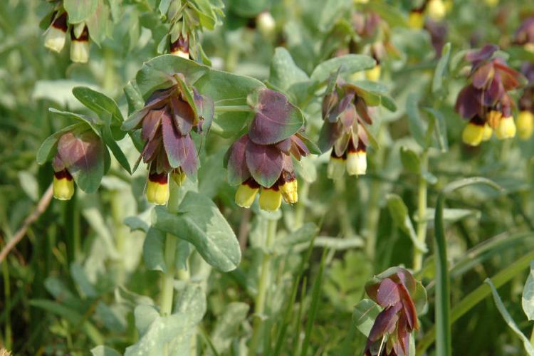 Espace Nature du Plan de La Garde - Cerinthe Majeure