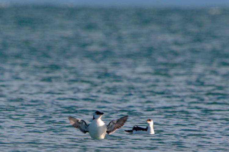 Pingouins torda