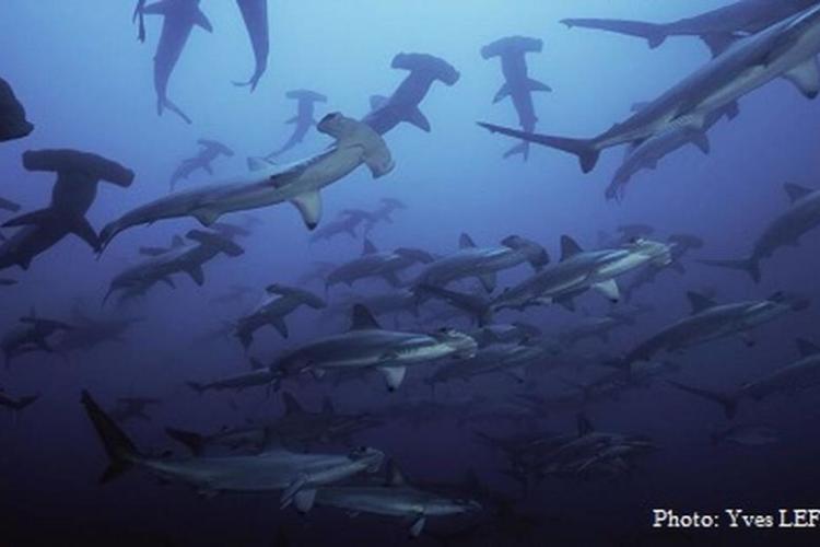 Documentaire Expedition Malpelo Seamounts - Au large de la Colombie, le documentariste Yves Lefevre a filmé une véritable oasis de vie aquatique.