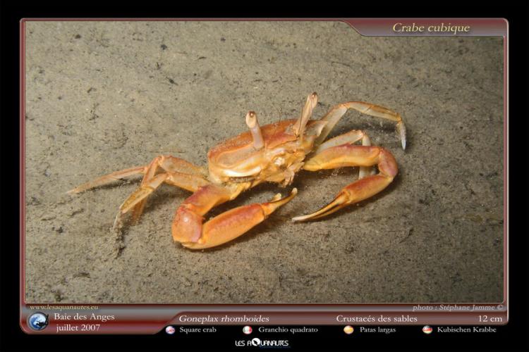Crabe cubique