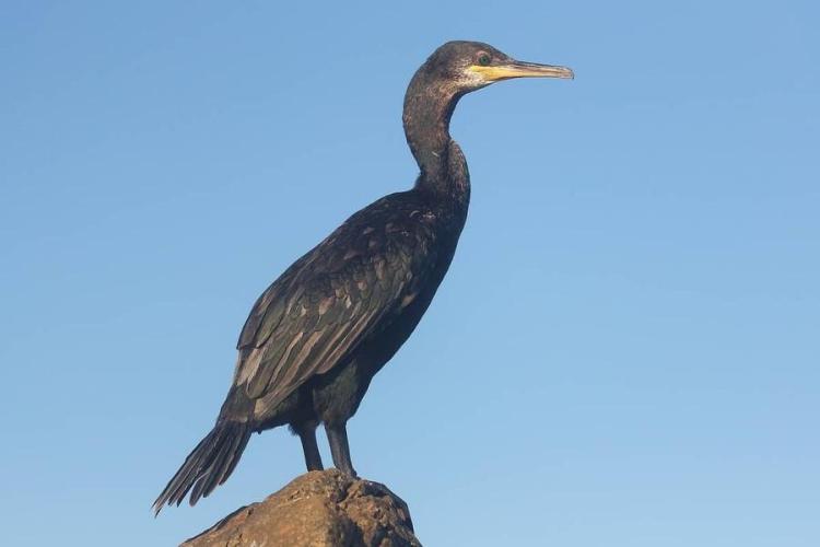Balade randonnée sur le littoral des Vieux Salins à la rencontre des oiseaux marins - Balade randonnée sur le littoral des Vieux Salins à la rencontre des oiseaux marins