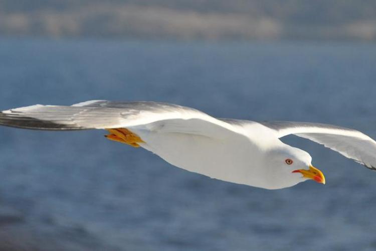 Balade randonnée sur le littoral des Vieux Salins à la rencontre des oiseaux marins - Balade randonnée sur le littoral des Vieux Salins à la rencontre des oiseaux marins