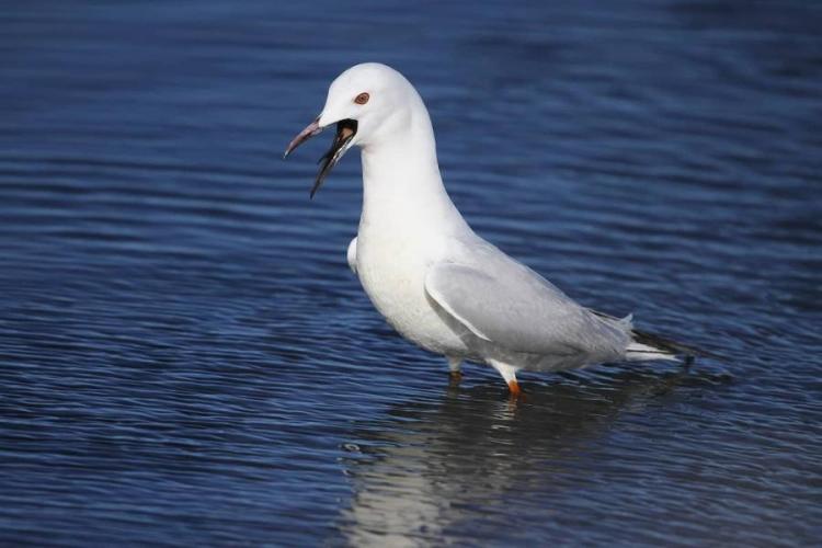 Balade randonnée sur le littoral des Vieux Salins à la rencontre des oiseaux marins - Balade randonnée sur le littoral des Vieux Salins à la rencontre des oiseaux marins