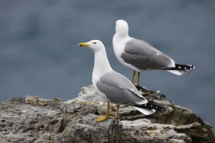 Balade randonnée sur le littoral des Vieux Salins à la rencontre des oiseaux marins - Balade randonnée sur le littoral des Vieux Salins à la rencontre des oiseaux marins