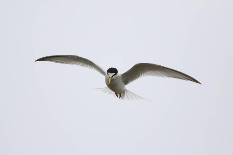 Balade randonnée sur le littoral des Vieux Salins à la rencontre des oiseaux marins - Balade randonnée sur le littoral des Vieux Salins à la rencontre des oiseaux marins